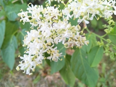 Syringa reticulata amurensis