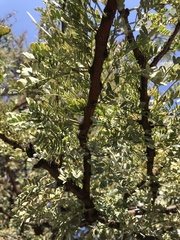 Vachellia karroo