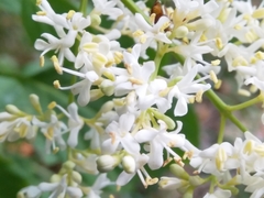 Syringa reticulata amurensis