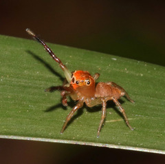 Prostheclina pallida