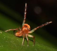 Prostheclina pallida