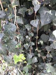 Hedera helix