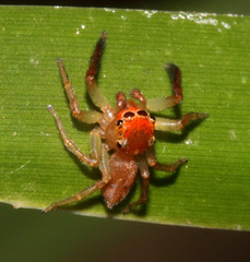 Prostheclina pallida