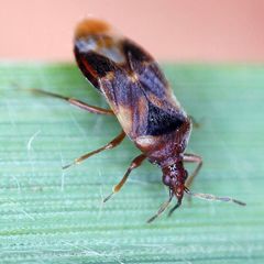 Anthocoris nemoralis