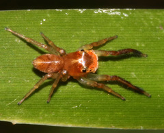 Prostheclina pallida