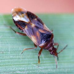 Anthocoris nemoralis