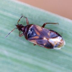 Anthocoris nemoralis