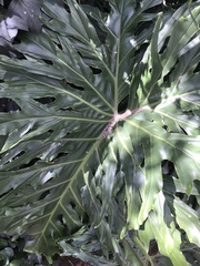 Thaumatophyllum bipinnatifidum