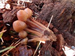Mycena clarkeana
