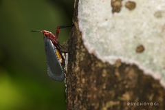 Kalidasa nigromaculata