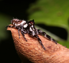 Sandalodes bipenicillatus