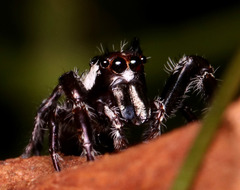 Sandalodes bipenicillatus