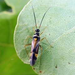 Cyllecoris histrionius