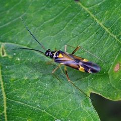Cyllecoris histrionius