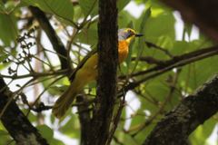 Telophorus sulfureopectus