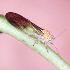 Cacopsylla brunneipennis