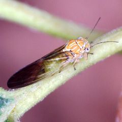 Cacopsylla brunneipennis