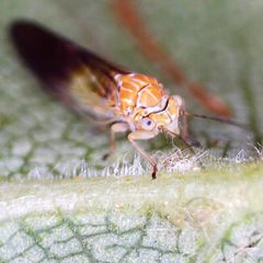 Cacopsylla brunneipennis