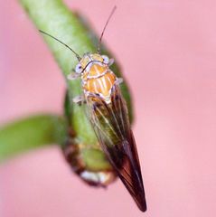 Cacopsylla brunneipennis