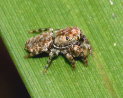 Paraphilaeus daemeli