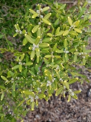 Buxus microphylla
