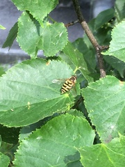 Syrphus ribesii