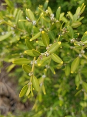 Buxus microphylla