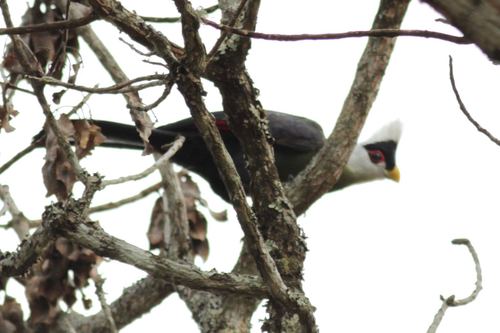 White-crested Turaco
