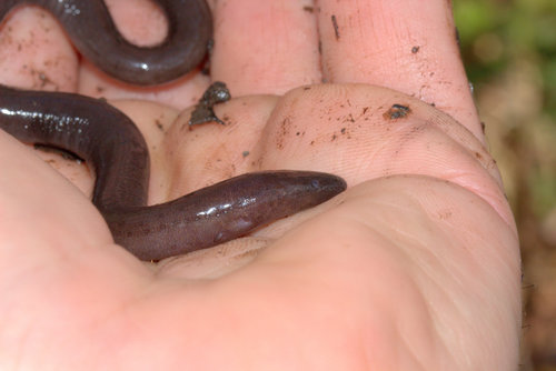 One-toed Amphiuma