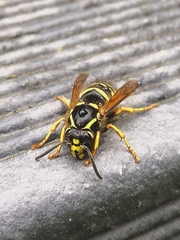 Dolichovespula adulterina