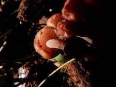 Mycena clarkeana