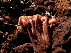 Mycena clarkeana