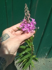 Chamaenerion angustifolium