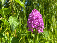 Anacamptis