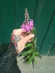 Chamaenerion angustifolium