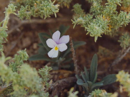 Viola guaxarensis image