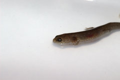 Desmognathus auriculatus