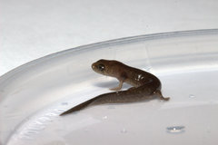 Desmognathus auriculatus