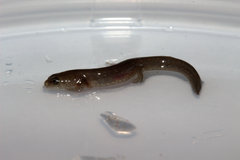 Desmognathus auriculatus