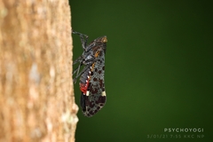 Penthicodes variegatus