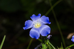 Linum alpinum