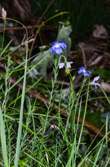 Linum alpinum