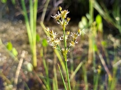 Juncus acutiflorus