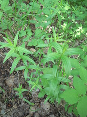 Galium × pseudoboreale