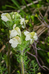 Pedicularis julica