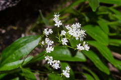 Valeriana saxatilis