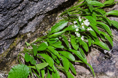 Valeriana saxatilis