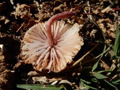 Mycena clarkeana