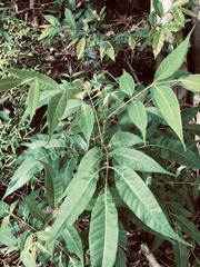 Tetradium glabrifolium
