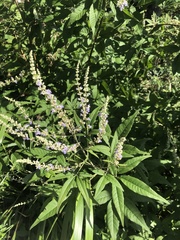 Vitex negundo cannabifolia
